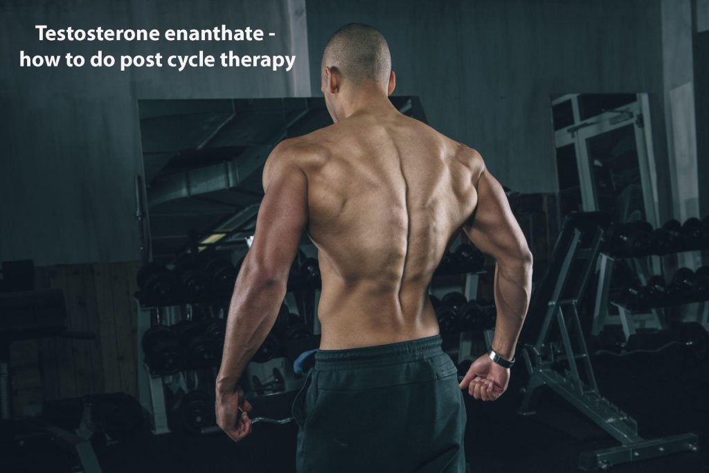 Testosterone enanthate - how to do post cycle therapy